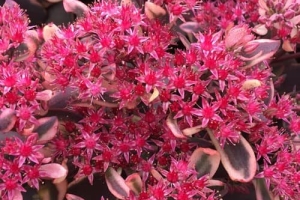 Sedum 'Dream Dazzler' 